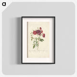 Rose illustration - Pierre Joseph Redouté Poster.
