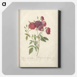 アートパネル-Rose illustration - ピエール ジョゼフ ルドゥーテ Canvas.