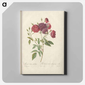 アートパネル-Rose illustration - ピエール ジョゼフ ルドゥーテ Canvas.