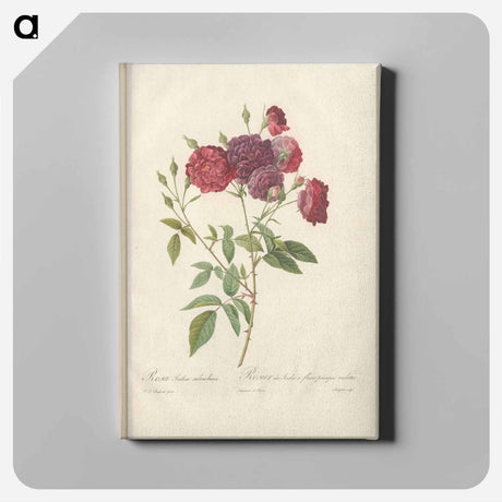 アートパネル-Rose illustration - ピエール ジョゼフ ルドゥーテ Canvas.