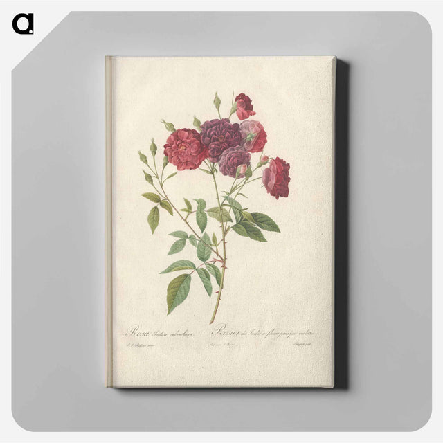 アートパネル-Rose illustration - ピエール ジョゼフ ルドゥーテ Canvas.