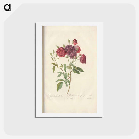 アートポストカード-Rose illustration - ピエール ジョゼフ ルドゥーテ Postcard.