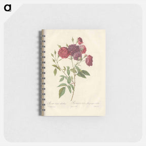 アートメモ帳-Rose illustration - ピエール ジョゼフ ルドゥーテ Memo.