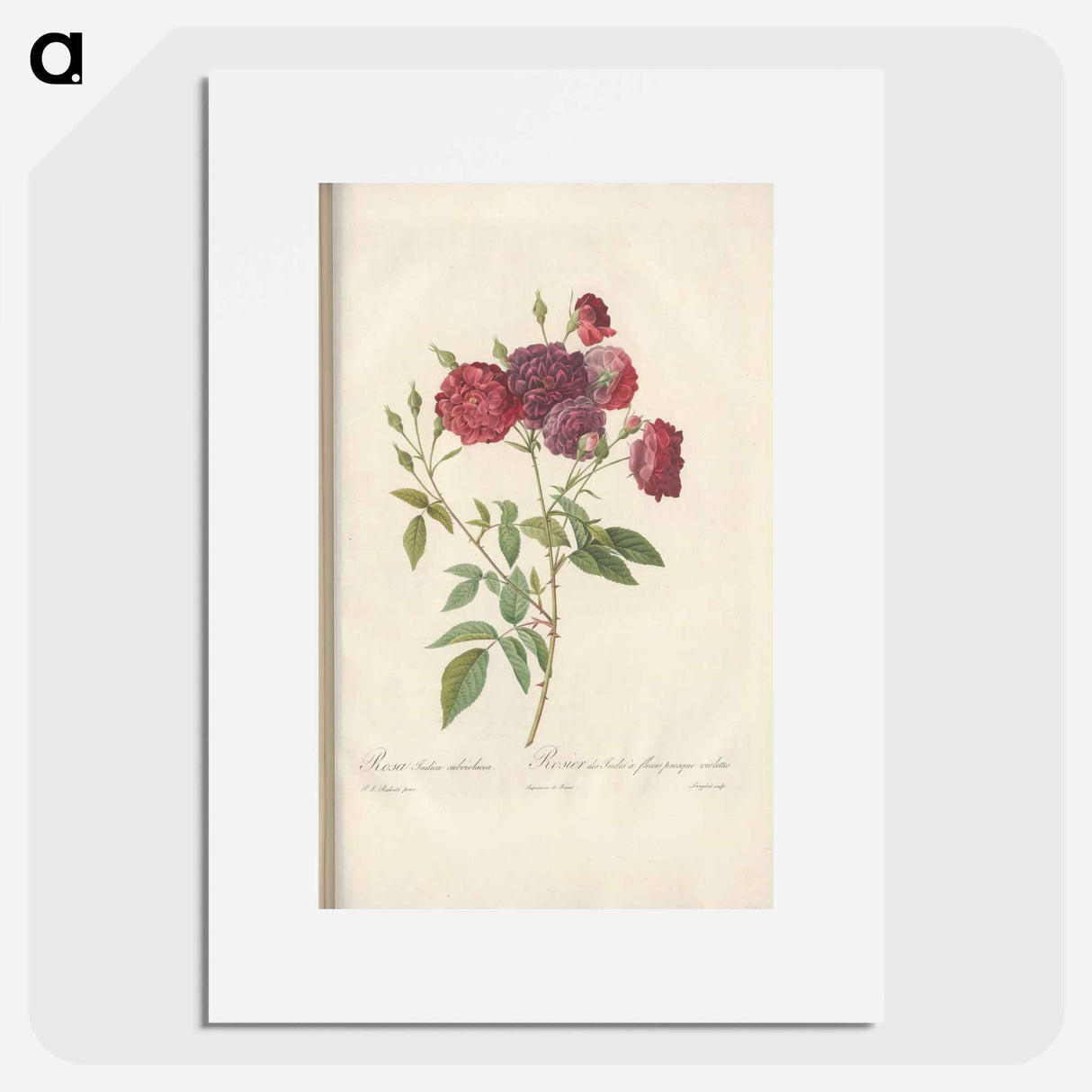 Rose illustration - Pierre Joseph Redouté Poster.
