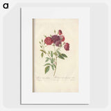 Rose illustration - Pierre Joseph Redouté Poster.