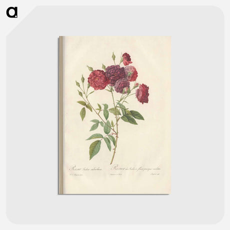 アートポストカード-Rose illustration - ピエール ジョゼフ ルドゥーテ Postcard.