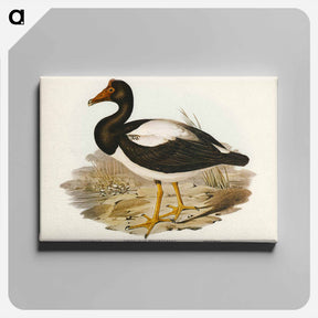 アートパネル-Semipalmated Goose
 - オーストラリアの鳥 Canvas.