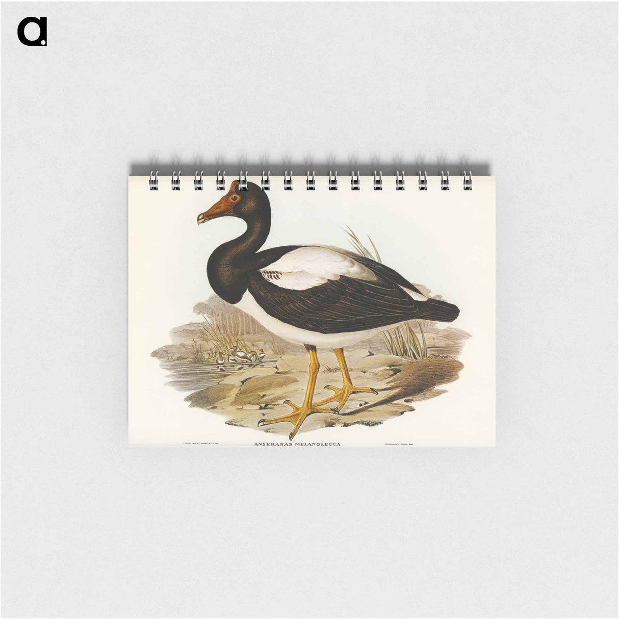 アートメモ帳-Semipalmated Goose
 - オーストラリアの鳥 Memo.