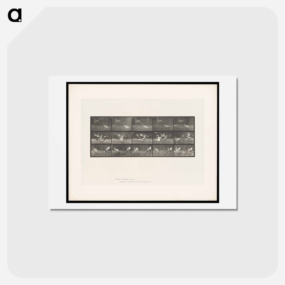 アートポストカード-Storks by Water
 - エドワード マイブリッジ Postcard.