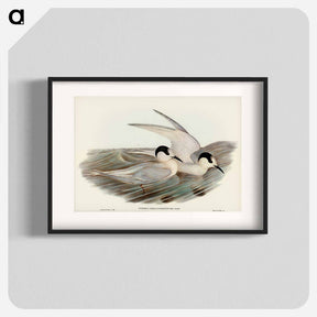アートポスター-Black-billed Tern
 - ジョン グールド Poster.