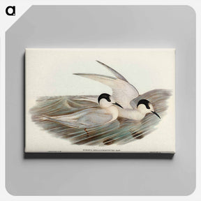 アートパネル-Black-billed Tern
 - ジョン グールド Canvas.
