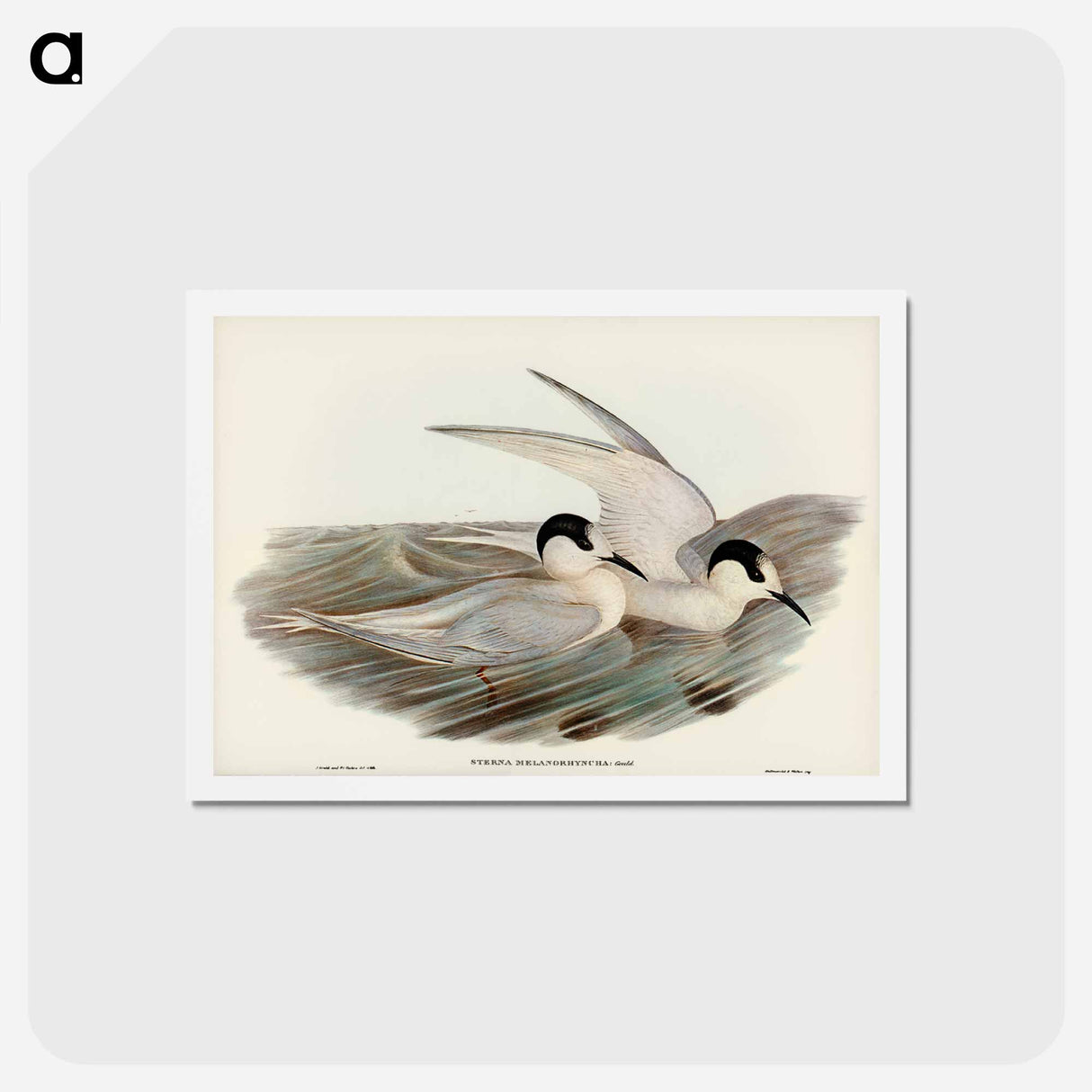 アートポストカード-Black-billed Tern
 - ジョン グールド Postcard.