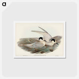 アートポストカード-Black-billed Tern
 - ジョン グールド Postcard.