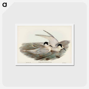 アートポストカード-Black-billed Tern
 - ジョン グールド Postcard.