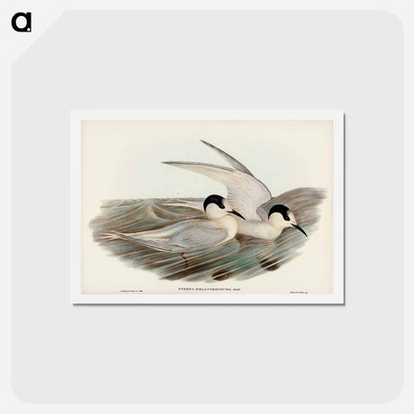 アートポストカード-Black-billed Tern
 - ジョン グールド Postcard.