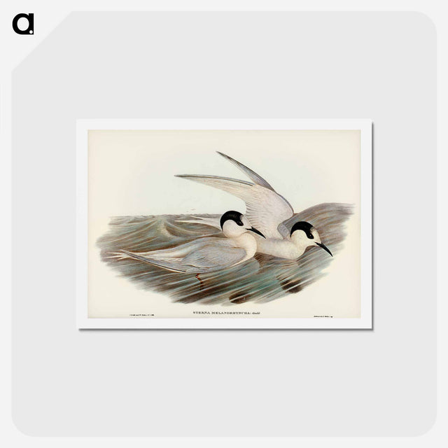 アートポストカード-Black-billed Tern
 - ジョン グールド Postcard.