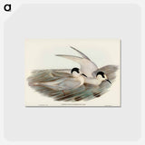 アートポストカード-Black-billed Tern
 - ジョン グールド Postcard.
