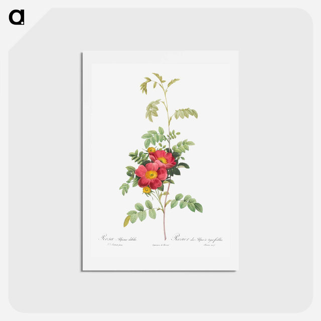 アートポストカード-Alpine Rose - ピエール ジョゼフ ルドゥーテ Postcard.