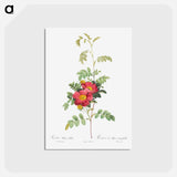アートポストカード-Alpine Rose - ピエール ジョゼフ ルドゥーテ Postcard.