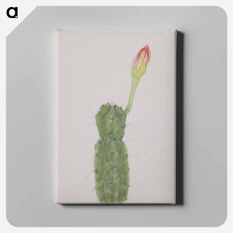 アートパネル-Cactus
 - セントルイス美術館 Canvas.