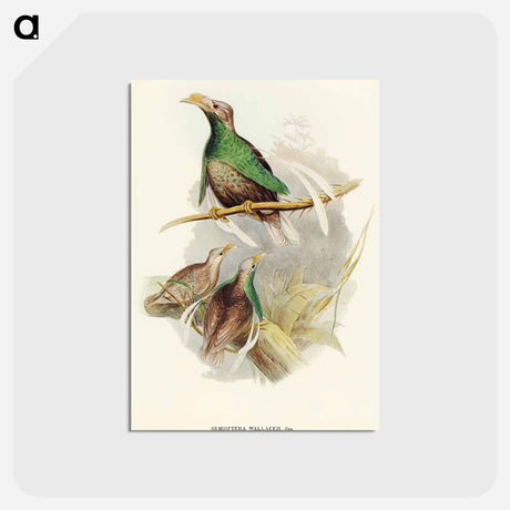 アートポストカード-Standard-Wing
 - オーストラリアの鳥 Postcard.