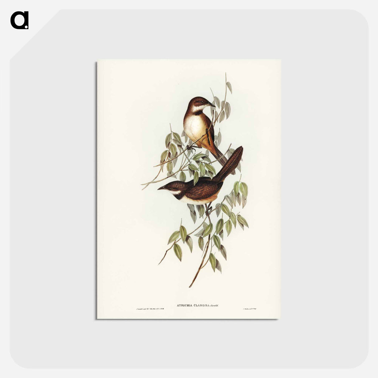 アートポストカード-Noisy Brush-bird
 - ジョン グールド Postcard.
