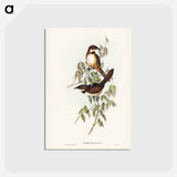 アートポストカード-Noisy Brush-bird
 - ジョン グールド Postcard.