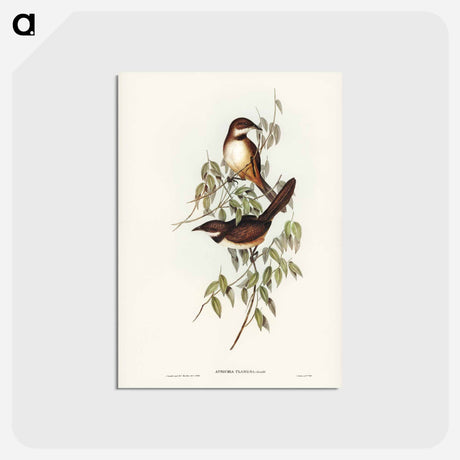 アートポストカード-Noisy Brush-bird
 - ジョン グールド Postcard.