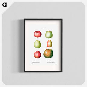 アートポスター-Apple - ピエール ジョゼフ ルドゥーテ Poster.