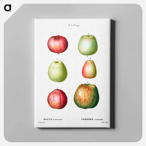 アートパネル-Apple - ピエール ジョゼフ ルドゥーテ Canvas.