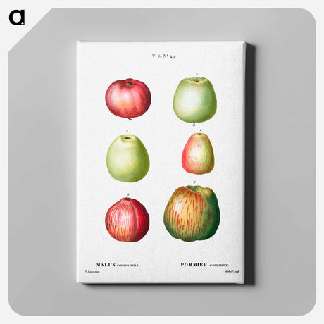 アートパネル-Apple - ピエール ジョゼフ ルドゥーテ Canvas.