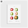 アートポストカード-Apple - ピエール ジョゼフ ルドゥーテ Postcard.