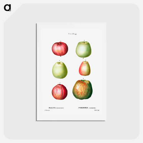 アートポストカード-Apple - ピエール ジョゼフ ルドゥーテ Postcard.