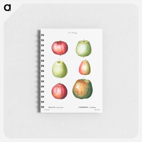 アートメモ帳-Apple - ピエール ジョゼフ ルドゥーテ Memo.