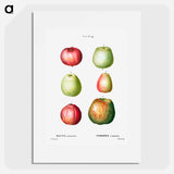 Apple - Pierre Joseph Redouté Poster.