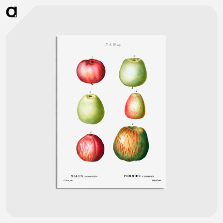 アートポストカード-Apple - ピエール ジョゼフ ルドゥーテ Postcard.