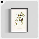 Black-headed Honey-eater
 - オーストラリアの鳥 Poster.