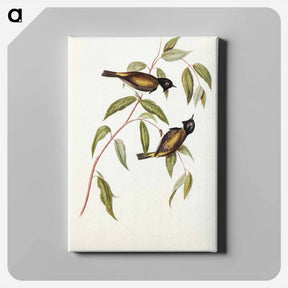 アートパネル-Black-headed Honey-eater
 - オーストラリアの鳥 Canvas.