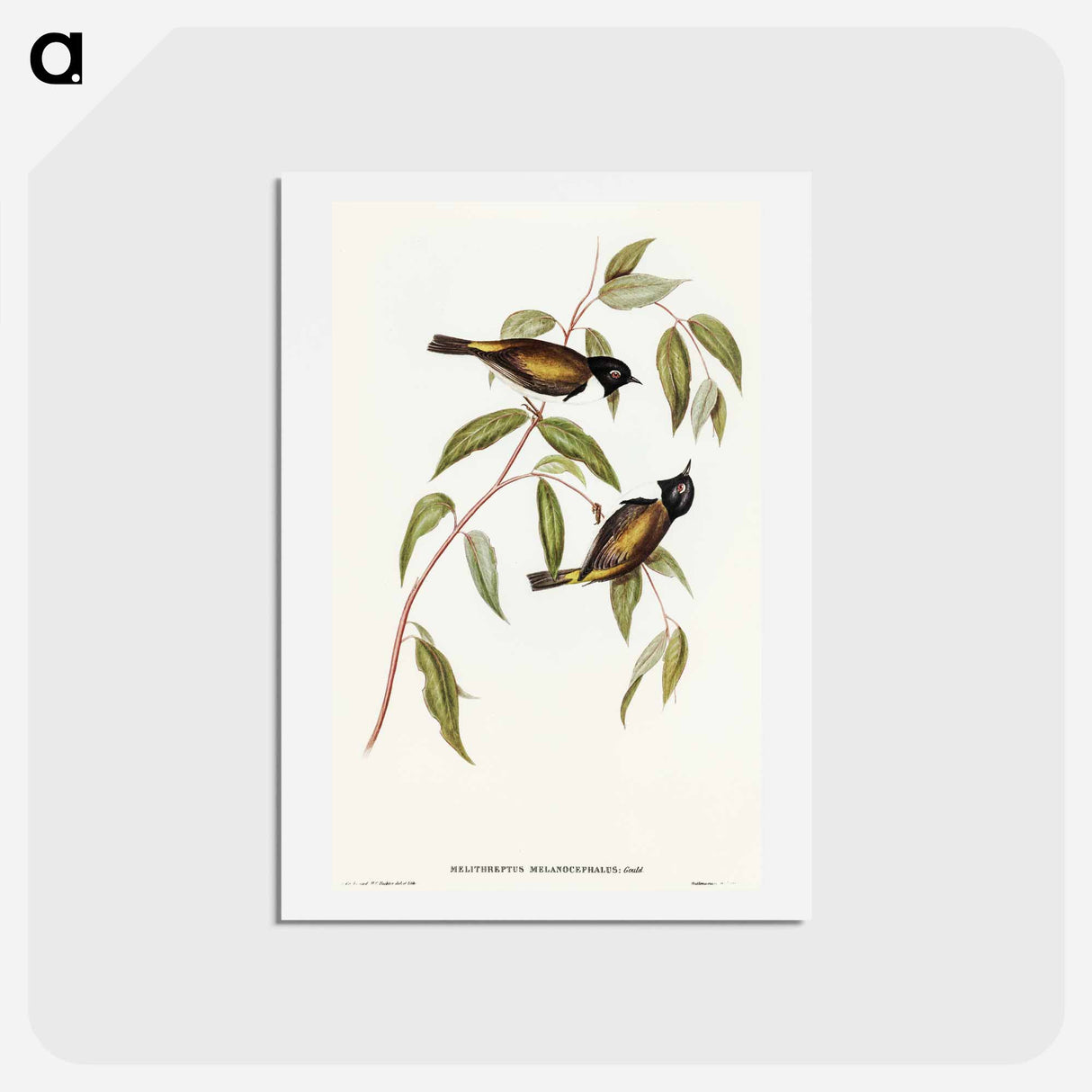 アートポストカード-Black-headed Honey-eater
 - オーストラリアの鳥 Postcard.