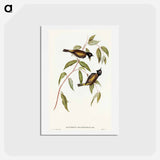 アートポストカード-Black-headed Honey-eater
 - オーストラリアの鳥 Postcard.
