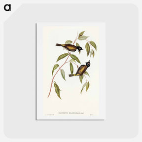 アートポストカード-Black-headed Honey-eater
 - オーストラリアの鳥 Postcard.