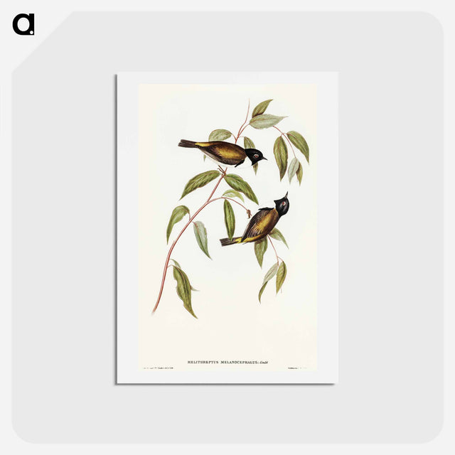 アートポストカード-Black-headed Honey-eater
 - オーストラリアの鳥 Postcard.