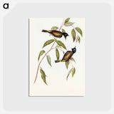 アートポストカード-Black-headed Honey-eater
 - オーストラリアの鳥 Postcard.