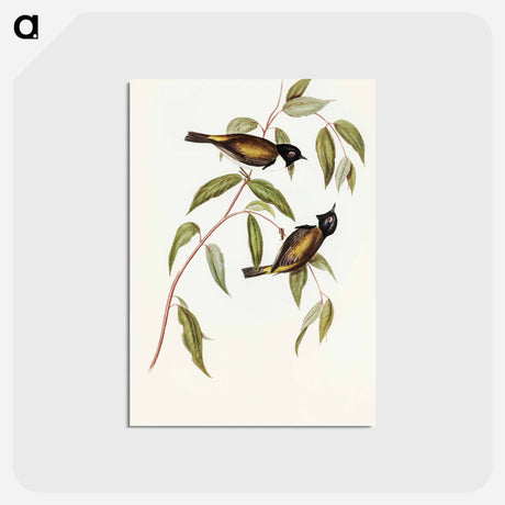 アートポストカード-Black-headed Honey-eater
 - オーストラリアの鳥 Postcard.