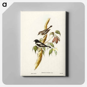 アートパネル-Pied Robin
 - ジョン グールド Canvas.