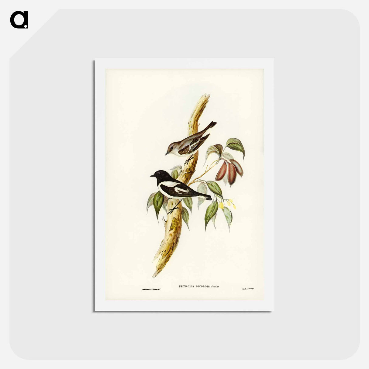 アートポストカード-Pied Robin
 - ジョン グールド Postcard.
