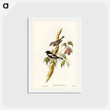 アートポストカード-Pied Robin
 - ジョン グールド Postcard.