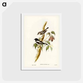 アートポストカード-Pied Robin
 - ジョン グールド Postcard.
