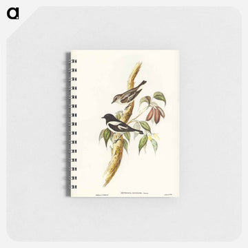 Pied Robin
 - ジョン グールド Memo.