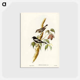 アートポストカード-Pied Robin
 - ジョン グールド Postcard.